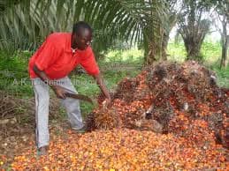 Export Banana from Mundemba, South West