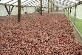 Cocoa Grade A