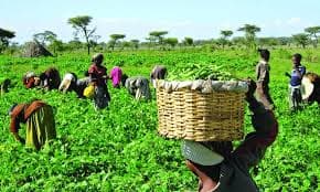 Farmer standing in an agricultural field